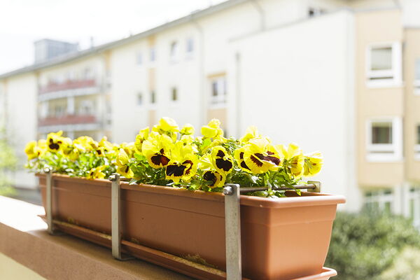 Blumenkasten mit gelben Blumen in Detailaufnahme