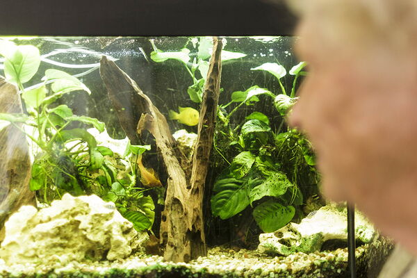 Aquarium mit orangenen Fisch und Wasserpflanzen
